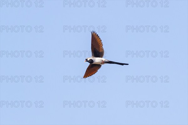 Cape Dove, (Oena capensi), aerial view, Road N4 to Kaolack, Firgui, Senegal, Africa