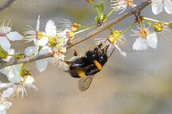 Large earth bumblebee (Bombus terrestris), bumblebee, insect, insect, macro, NSG Wagbachniederung,