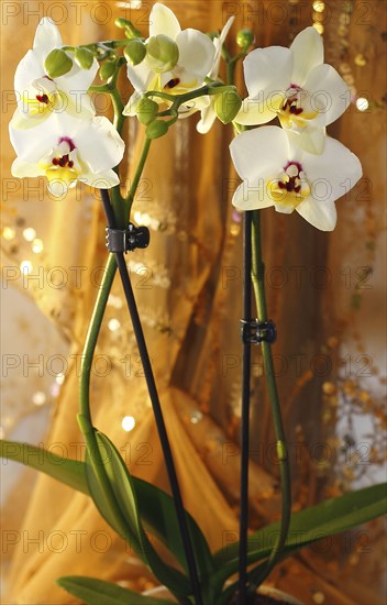 Butterfly orchid (Phalaenopsis), flowers