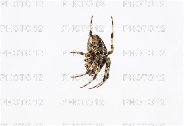Garden cross spider (Araneus diadematus) in a web, cut-out, Stuttgart, Baden-Württemberg, Germany,