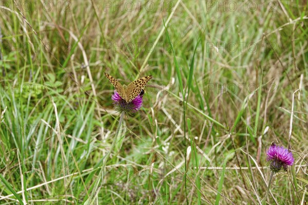 Emperor Cloak (Argynnis paphia), August, Bavaria, Germany, Europe