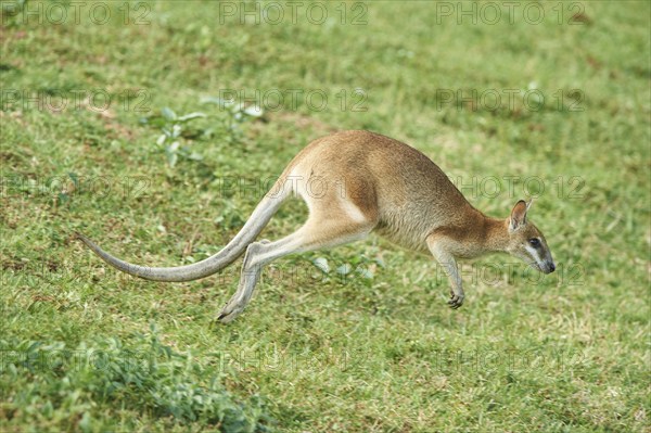Close-up of an agile wallaby (Macropus agilis) on a meadow wildlife in Australia
