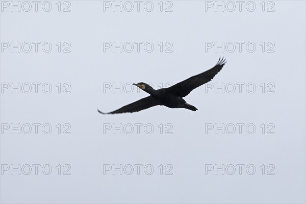 Cormorant (Phalacrocorax carbo) in flight, Geltinger Birk, Geltinger Bucht, Nieby,