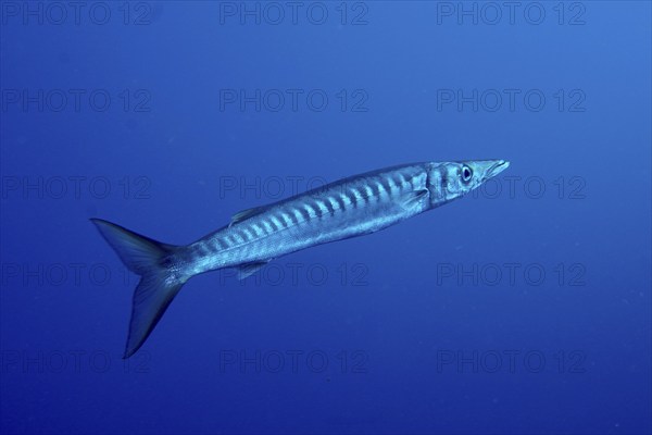 A single barracuda (Sphyraena viridensis) swims underwater in a deep, blue ocean. Dive site