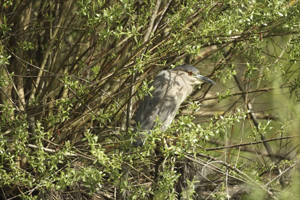 Black crowned night heron (Nycticorax nycticorax) Allgäu, Bavaria, Germany, Allgäu, Bavaria,