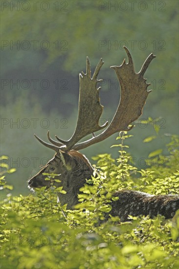 Fallow deer (Dama dama), The deer's head with magnificent antlers backlit by green leaves, Haltern,