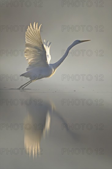 Great White Egret (Ardea alba) Winter visitor, migratory bird, streaky light, resting bird, fog,