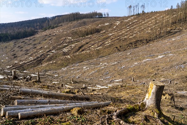 Cleared forest area north of the village of Öventrop, district of Arnsberg, dead spruce stands were