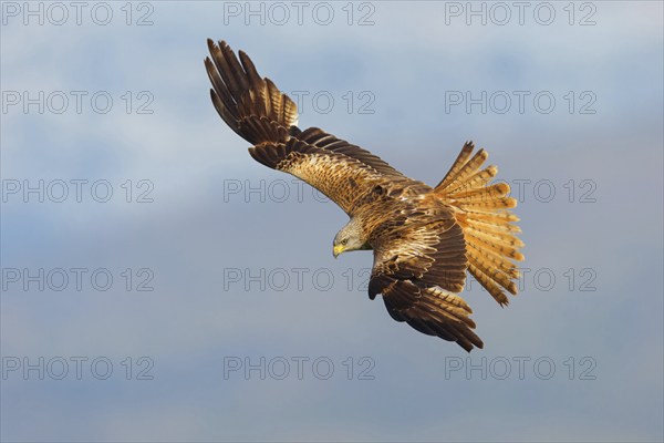 Red kite (Milvus milvus), flight photo, Hides De Calera / Black Vulture, Calera Y Chozas, Castilla