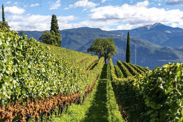 Wine-growing, in the Adige Valley, near the village of Tramin on the wine road, view from the