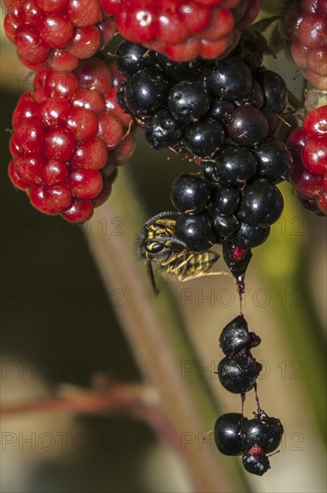 Common wasp (Vespula vulgaris) feeding on ripe berries of blackberry bush (Rubus cultivar) in
