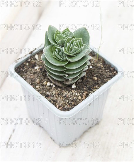 Beautiful succulent plant in greenhouse. Closeup, floral patterns, selective focus