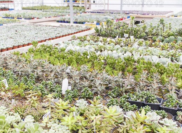 Various types of succulent in flower pots in the greenhouse. Closeup, selective focus