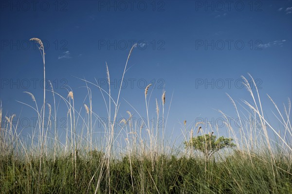 Riverside landscape with grass, blue sky, nature, puristic, nature, fresh, clear clean,