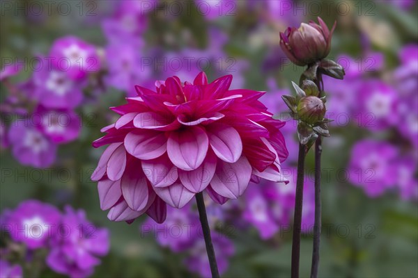 Dahlia (Dahlia), North Rhine-Westphalia, Germany, Europe