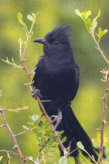 Jacobin cuckoo (Clamator jacobinus), (Oxylophus jacobin), Addo Elephant National Park, Addo,