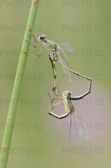 Willow emerald damselfly (Chalcolestes viridis), male and female, mating wheel, North