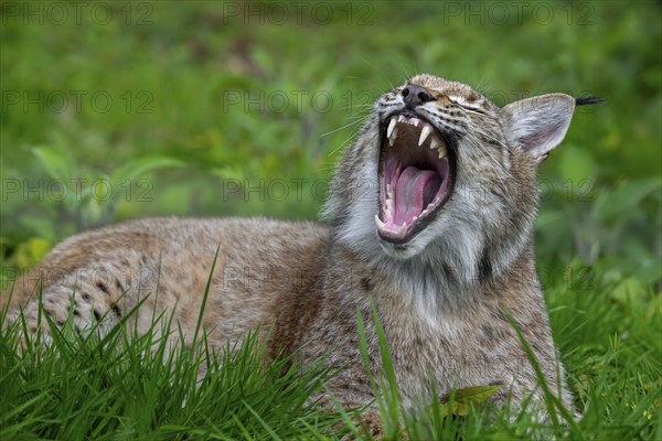 Sleepy Eurasian lynx (Lynx lynx) yawning and showing large fangs, canines in meadow