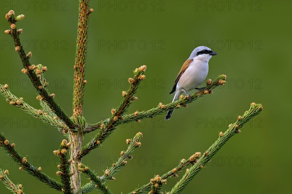 Red-backed shrike (Lanius collurio) adult male perched in spruce tree at forest edge in spring