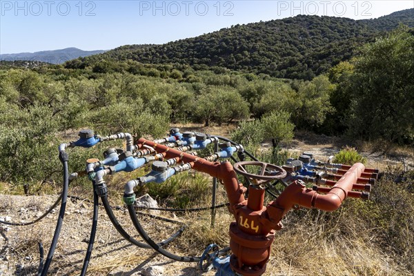 Water supply in an olive tree plantation, several hoses lead from a main pipe to the respective