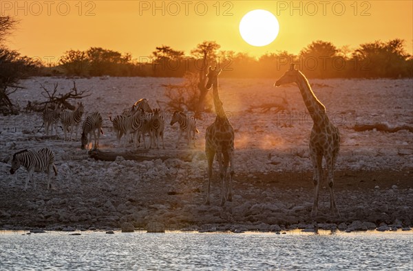Angolan giraffes (Giraffa giraffa angolensis) and plains zebras (Equus quagga), backlit at sunset,