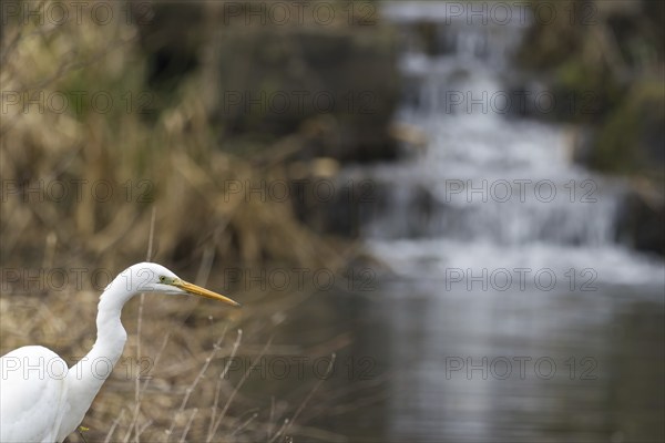 A Great Egret (Ardea alba, Casmerodius albus, Egretta alba) standing in front of a small waterfall