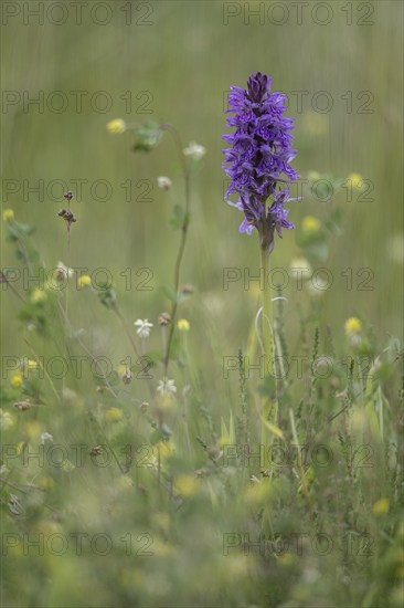 Southern marsh orchid (Dactylorhiza praetermissa), Emsland, Lower Saxony, Germany, Europe