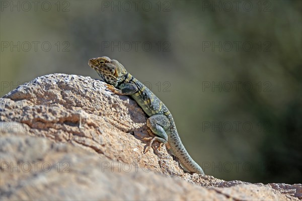 Common collared lizard (Crotaphytus collaris), adult, on rocks, foraging, warming up, sunbathing,