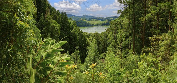 Panoramic view of a dense green forest that includes a distant lake and hills, Grena Park, Furnas,