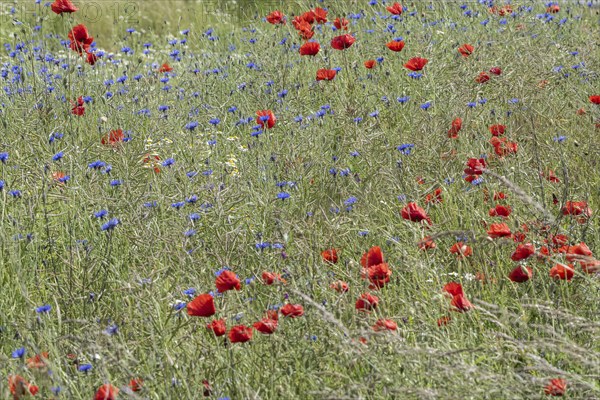 Poppy flower (Papaver Rhoeas) and cornflower (Centaurea cyanea), Mecklenburg-Vorpommern, Germany,