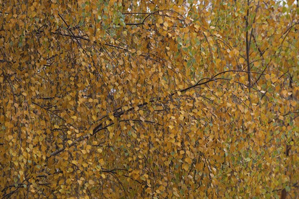 Birch (Betula spp.) tree with yellow leaves in the autumn, Suffolk, England, United Kingdom, Europe