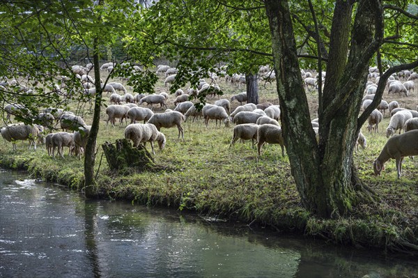 Flock of sheep (Ovis aries) grazing by a river, fenced in pasture, Franconian Switzerland,