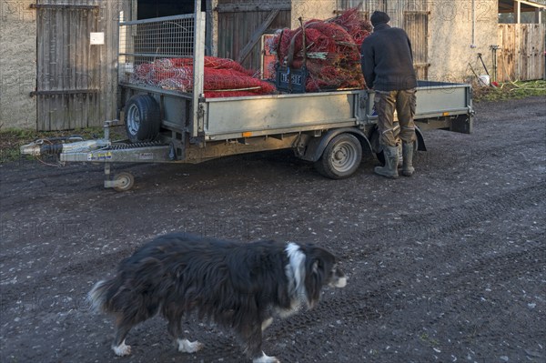 Shepherd loading the pasture fences, in front his Border Collie, Othenstorf,