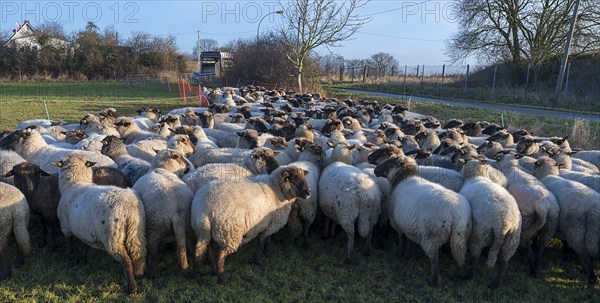 Black-headed domestic sheep (Ovis gmelini aries) in the pen for loading, Mecklenburg-Vorpommern,
