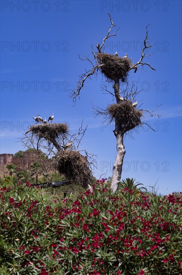 Several storks nesting in stork nests, young animals, behind Silves, castle, Castelo de Silves,
