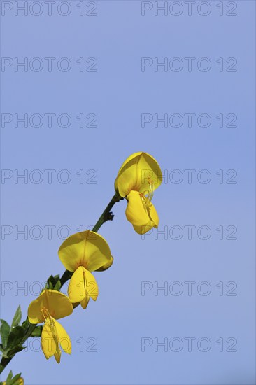 Flower of broom, common broom (Cytisus scoparius), yellow flowers in front of a blue sky,