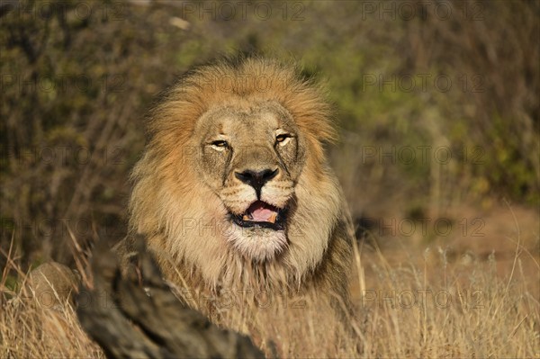 Lion (Panthera leo) male, lying in the tall grass in the savannah, Okonjima Game Farm, Namibia,
