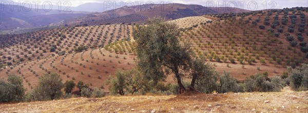 Landscape with Olive Groves in Granada Province, Andalusia, Spain, Southern Europe. Scanned slide,