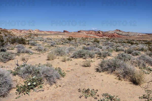 Evening Primrose wildflowers and other desert vegetation on the desert floor of Valley of Fire