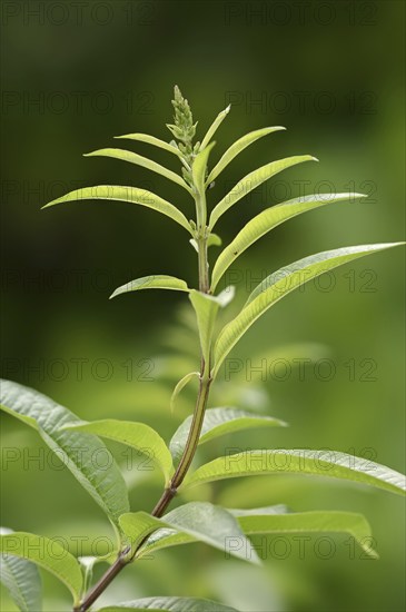 Lemon verbena or lemon bush (Aloysia citrodora, Aloysia triphylla), twig with leaves, native to