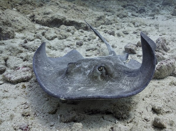 A ray, American stingray (Hypanus americanus), glides elegantly through the shallow, clear