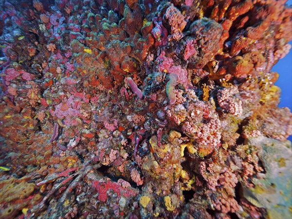 Colourful underwater vegetation with a variety of colours and textures. Wreck of the USS Spiegel