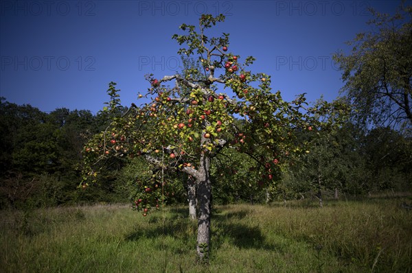 Apple tree, red apples, full, meadow orchard, Waiblingen, Baden-Württemberg, Germany, Europe