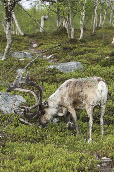 Reindeer (Rangifer tarandus) male, domesticated animal with strong velvet antlers in the tundra in