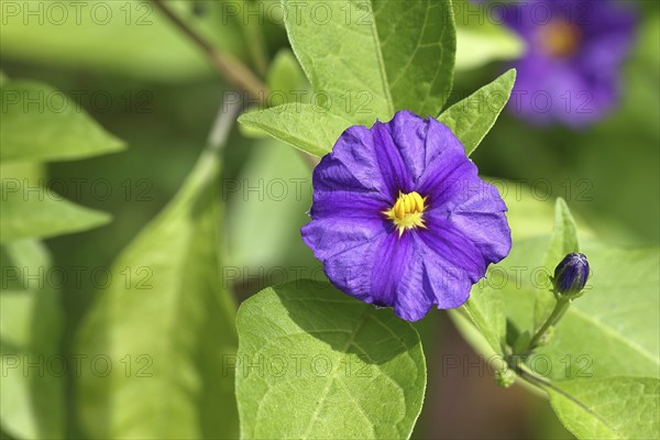 Blue blue potato bush (Lycianthes rantonnetii), gentian tree, flowering, Wilnsdorf, North