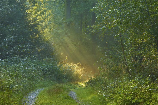 Picturesque forest path with bright sunbeams and lush greenery, a peaceful nature picture,