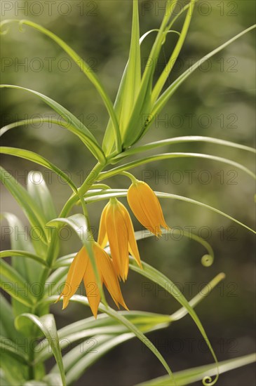 Climbing lily (Littonia modesta, Gloriosa modesta), flowers, native to South Africa