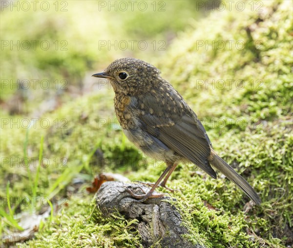 European robin (Erithacus rubecula), young bird standing on a mossy stone, Germany, Europe
