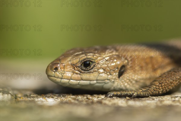 Common lizard (Zootoca vivipara) adult reptile basking on a wooden sleeper, England, United