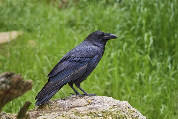 Raven (Corvus corax), standing on a stone and observing its surroundings, summer, Switzerland,
